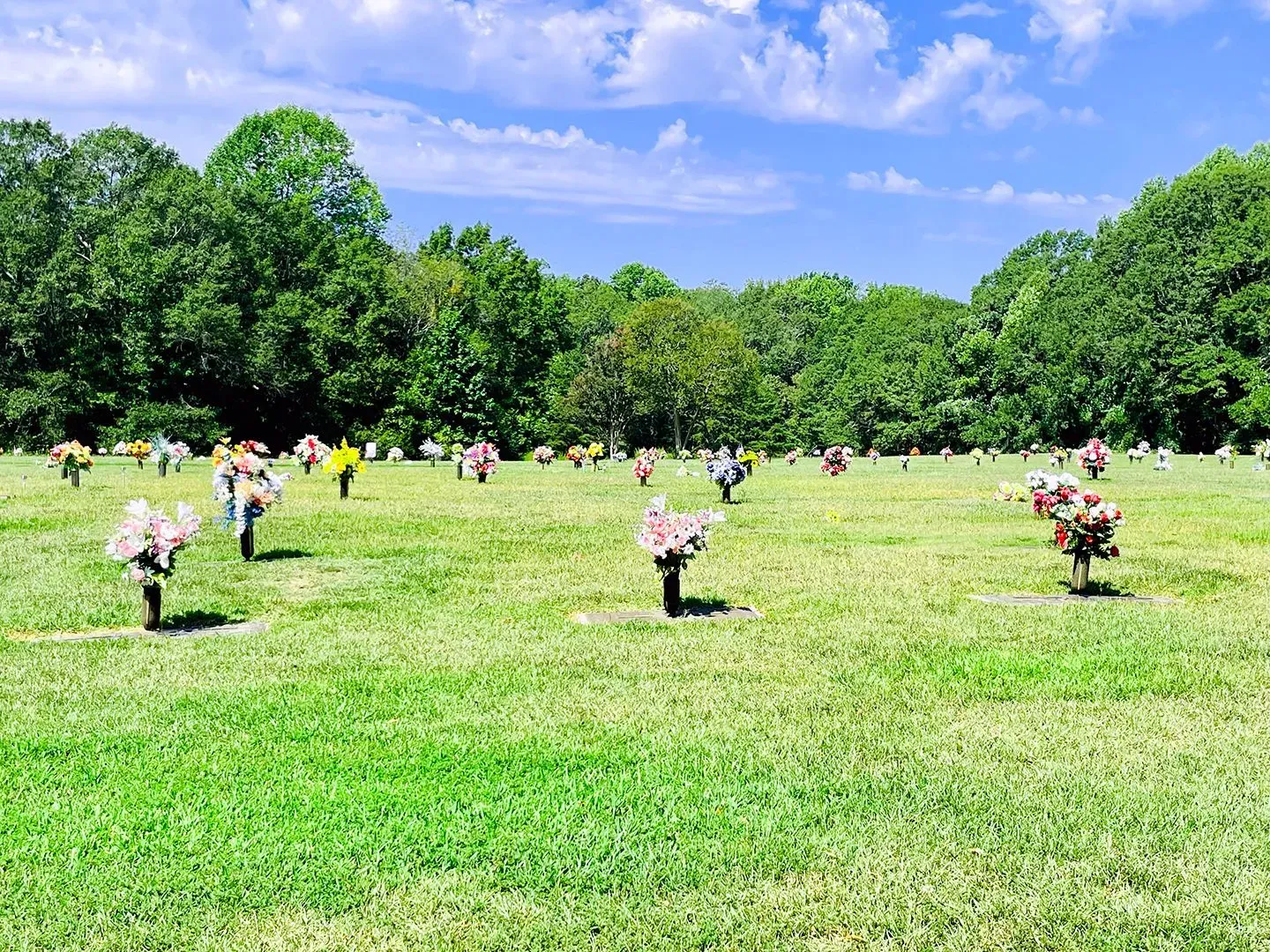 Flower-dotted grassy field under a bright blue sky, bordered by trees