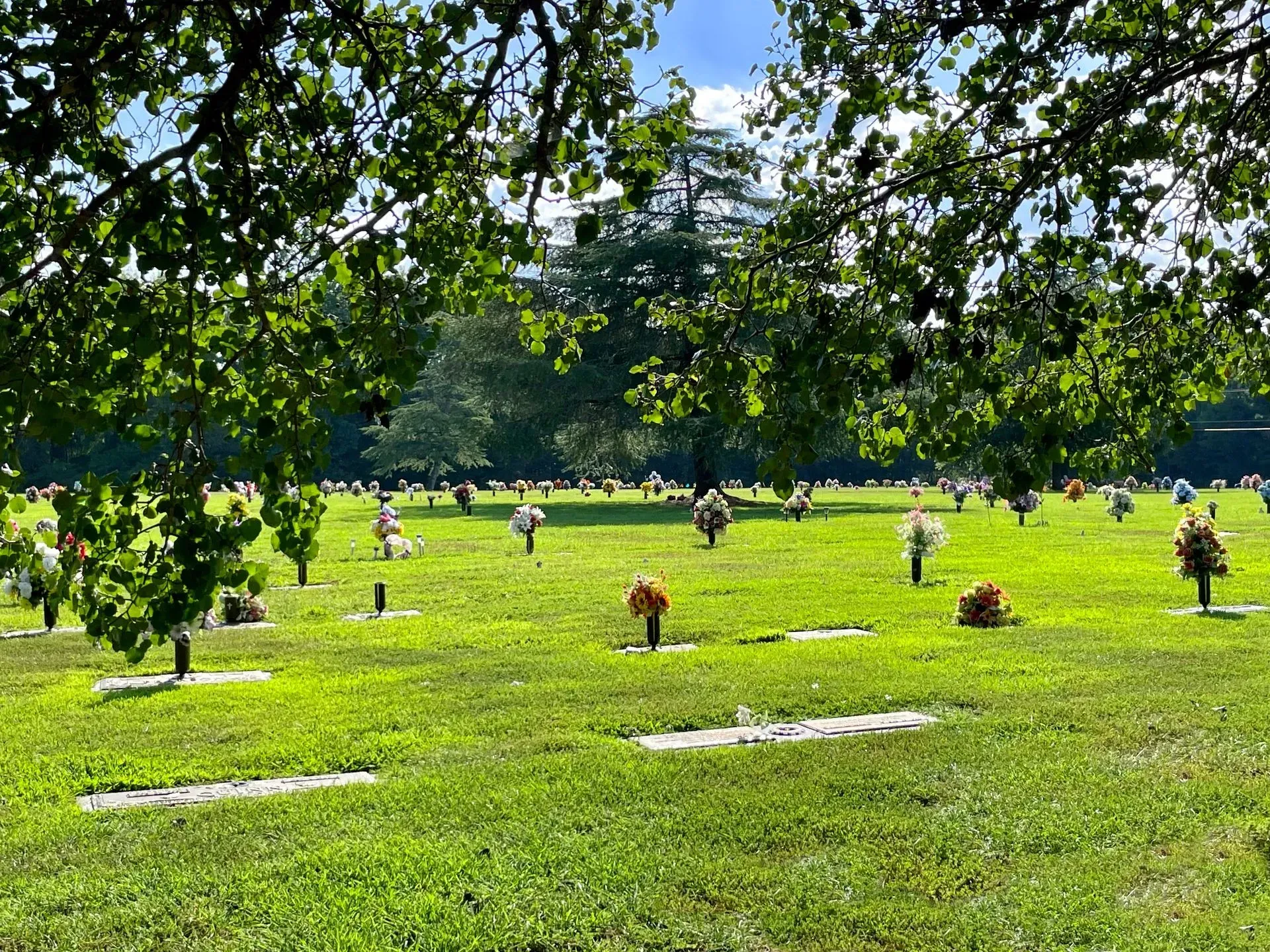 A green park with scattered small trees and with a leaf canopy in the distance.