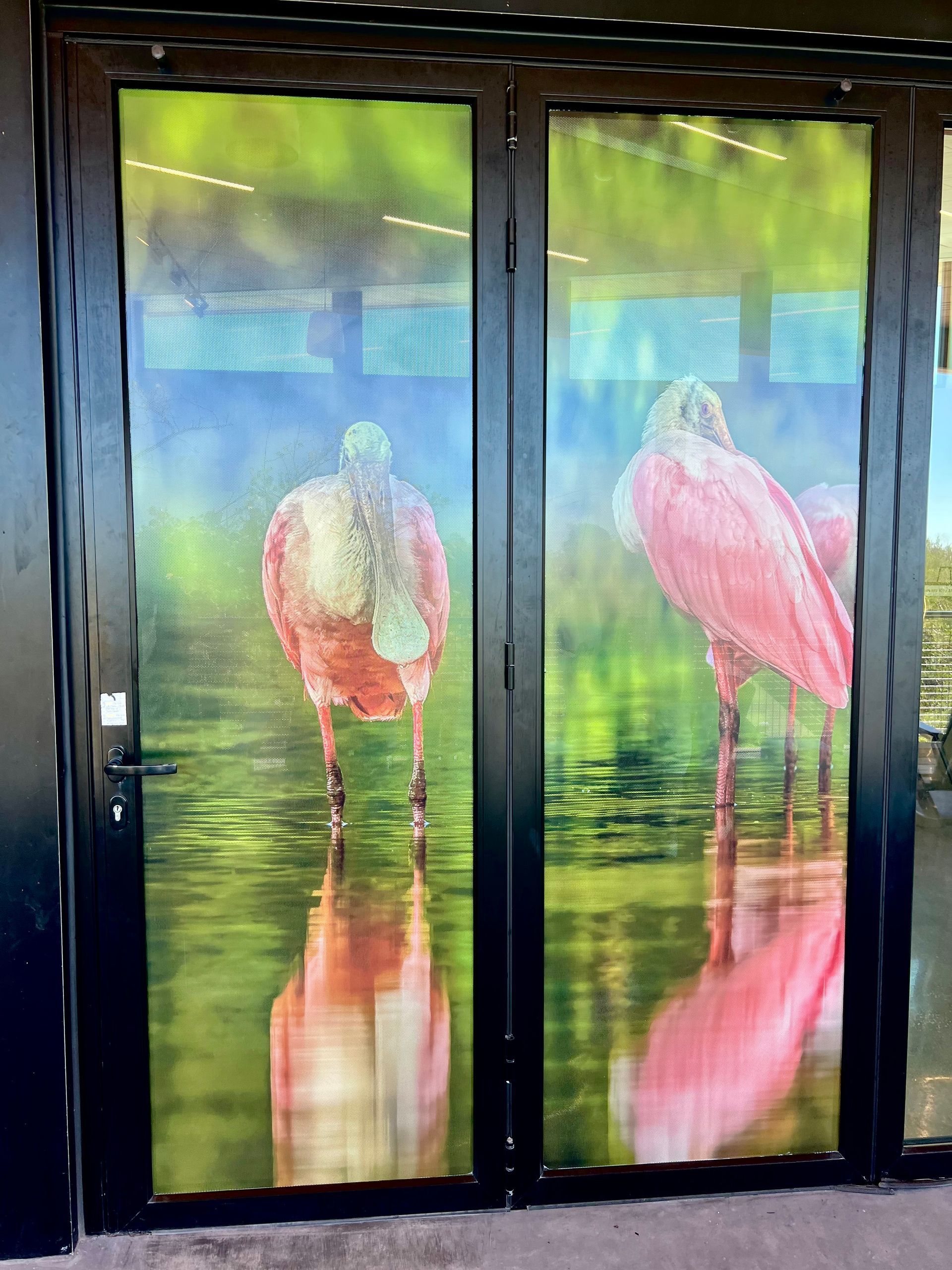 Saving our feathered friends: How window film helps stop bird collisions at Lovers Key State Park
