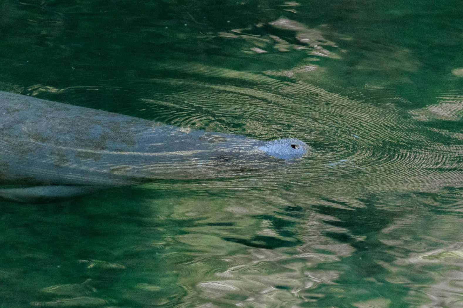 manatee safety