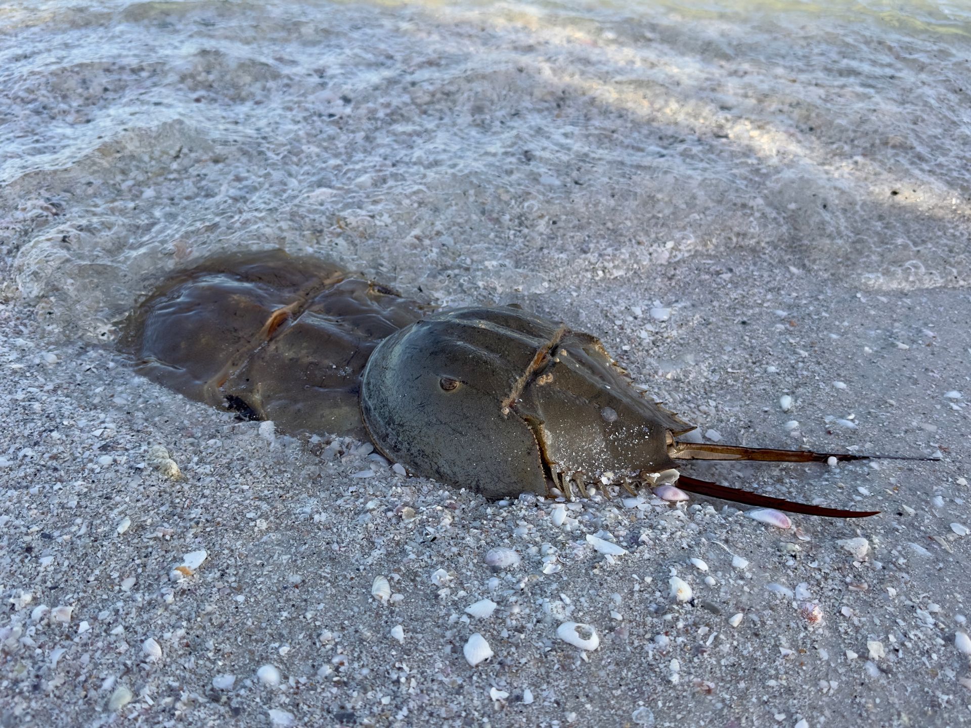 Lovers Key State Park