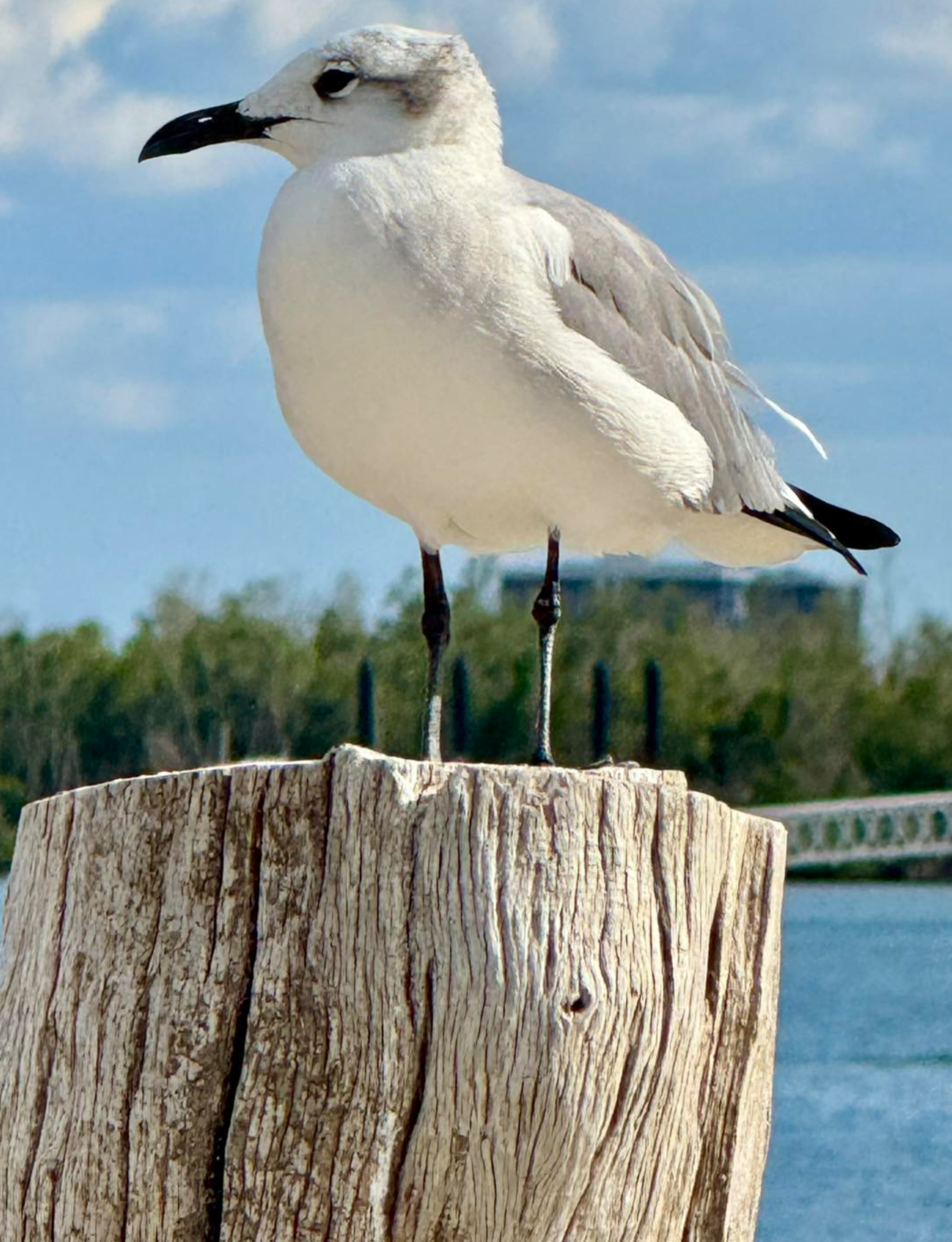 shorebirds Lovers Key State Park