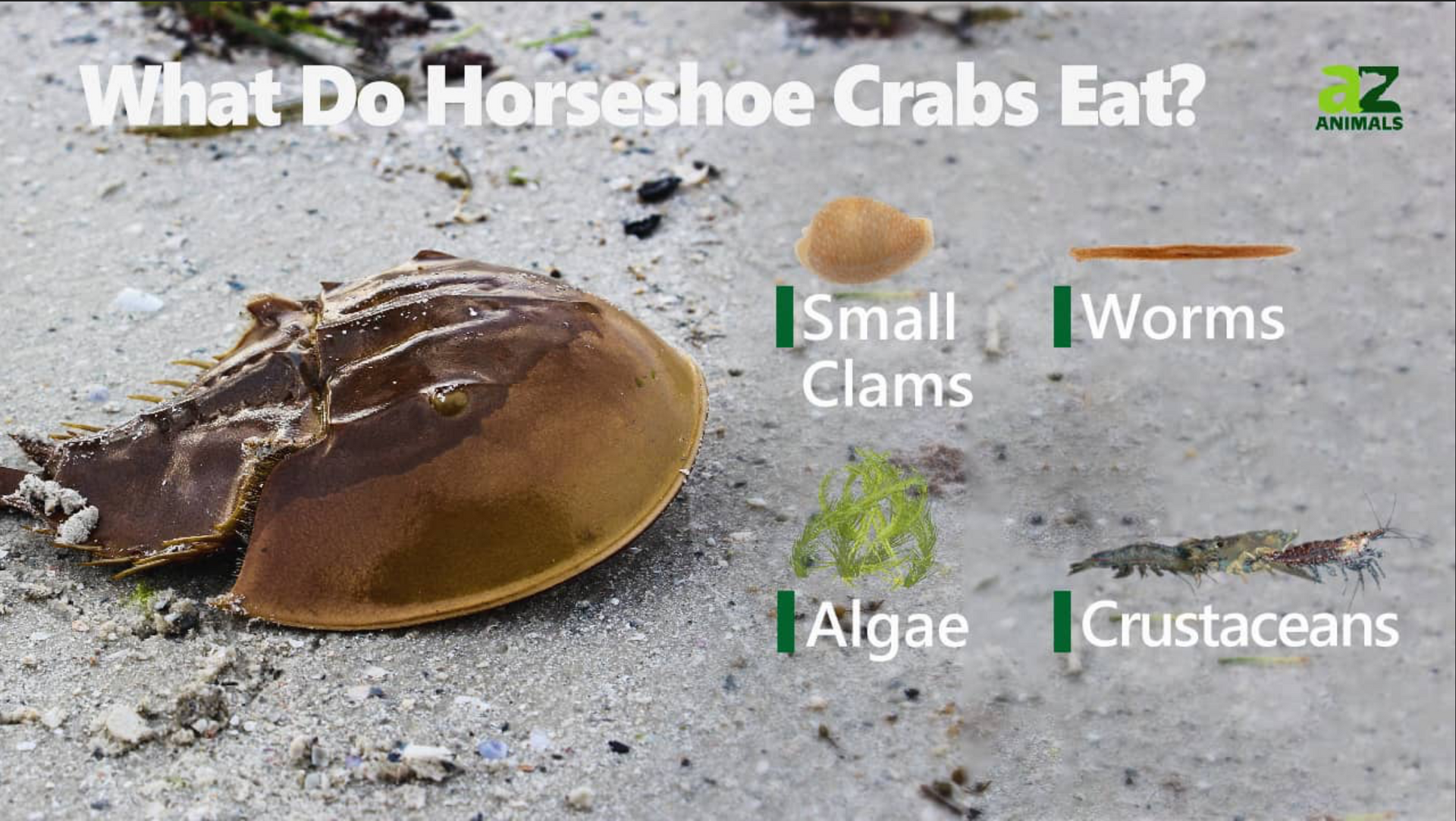 Horseshoe crabs, lovers Key state park