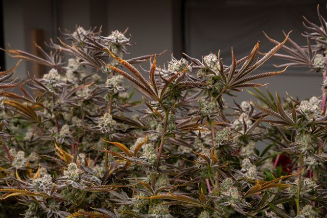 Image of the best weed in NY from Quality High locally grown Peekskill cannabis flower.