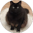 Small black fluffy cat sitting on a light floor, looking up with wide eyes.