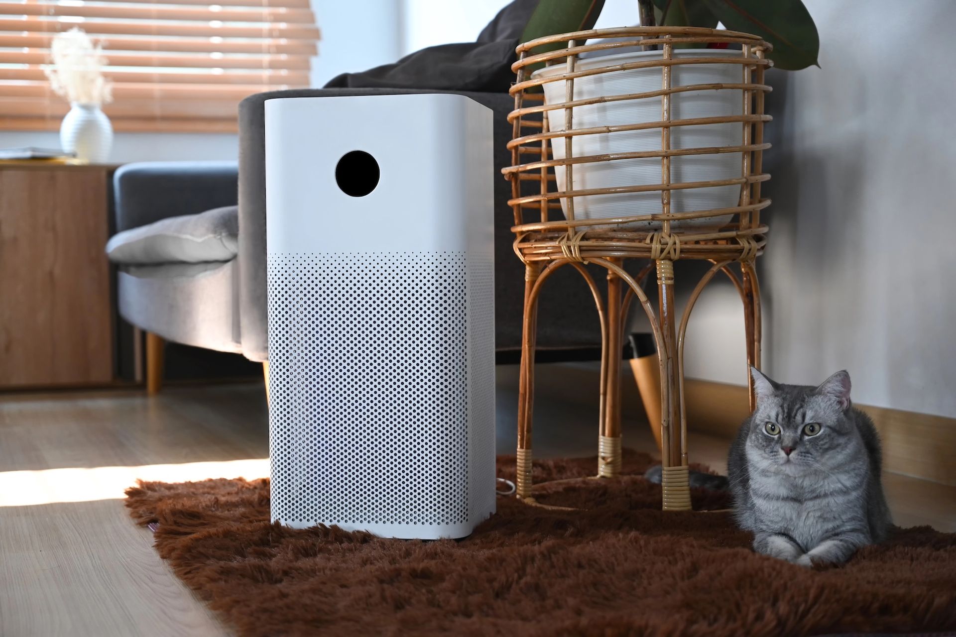 A white air purifier, cat, and plant in a living room with natural light.