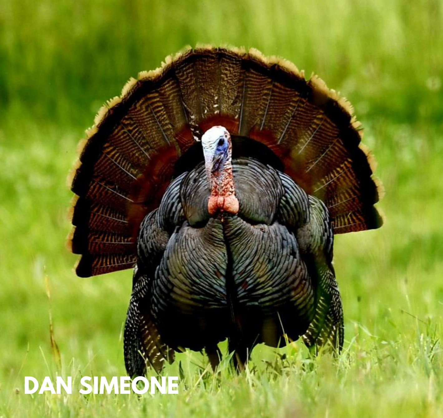 turkey