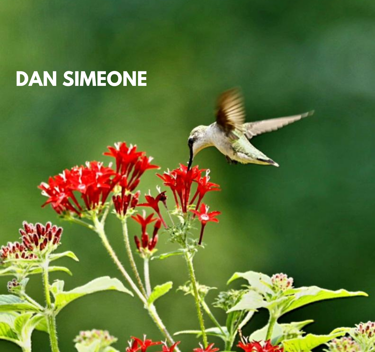 humming bird