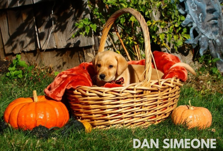 puppy in a basket