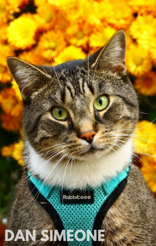 cat
