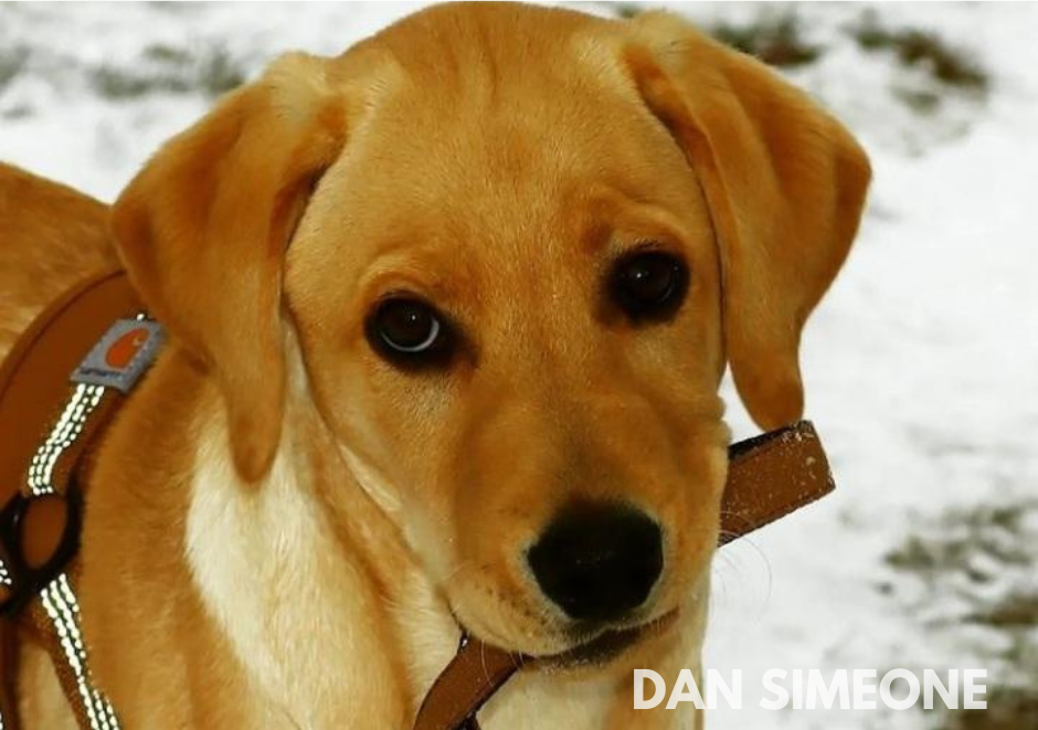 yellow lab puppy