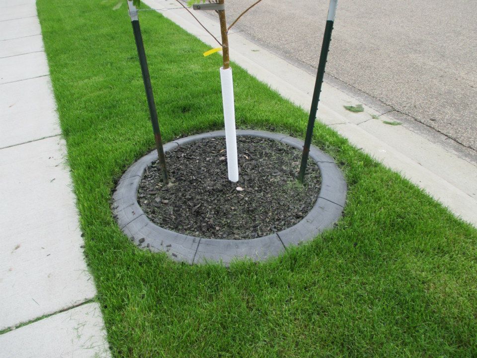 Tree in a circular bed with dark mulch, surrounded by a gray stone border, in a patch of green grass next to a sidewalk.
