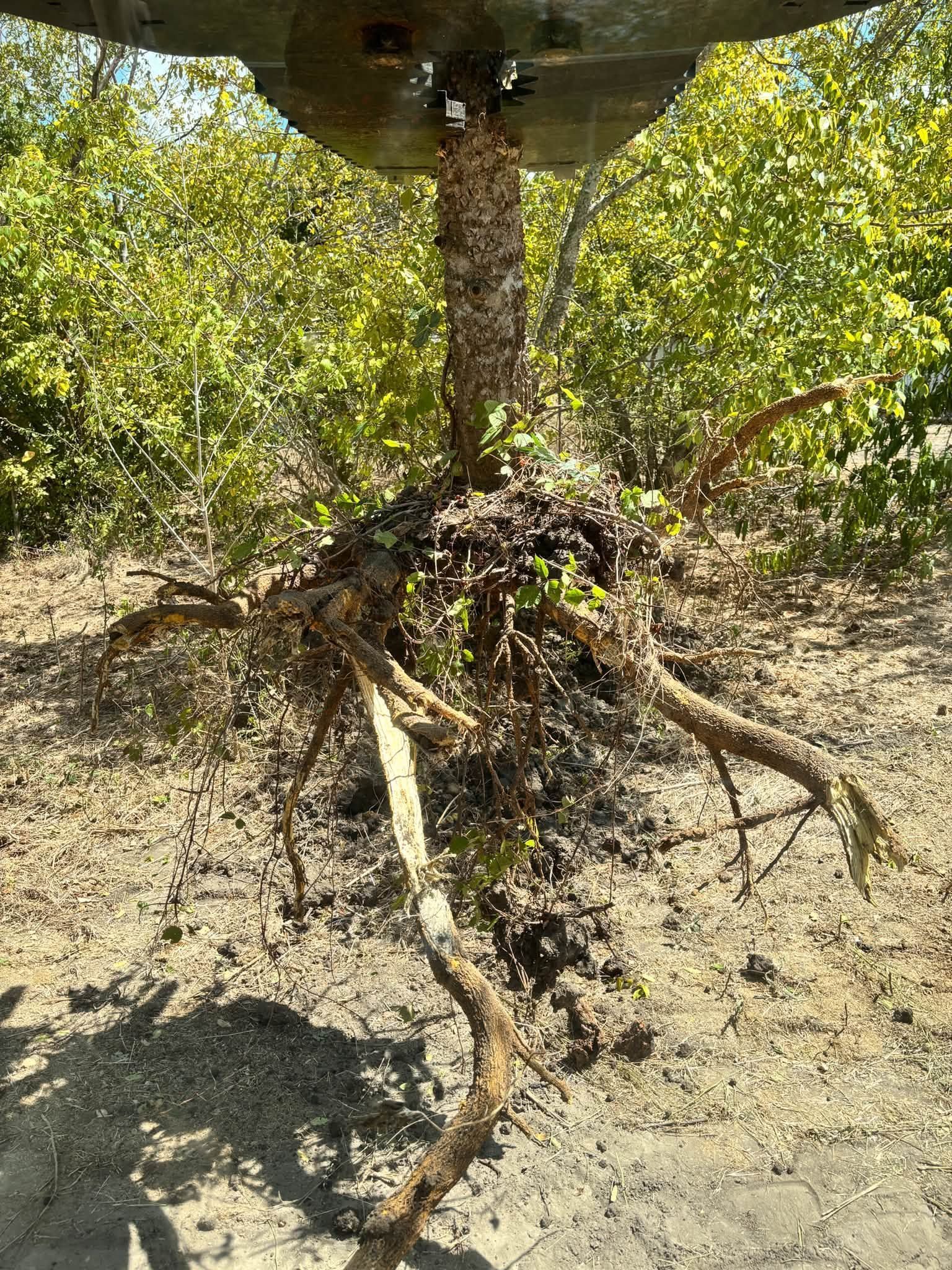 Tree with exposed roots in dry, sandy ground under bright sunlight.