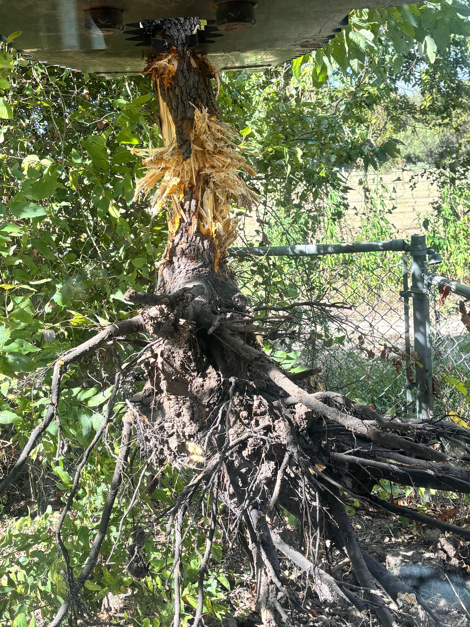 Uprooted tree with exposed roots, leaning beside a fence in a leafy garden area.
