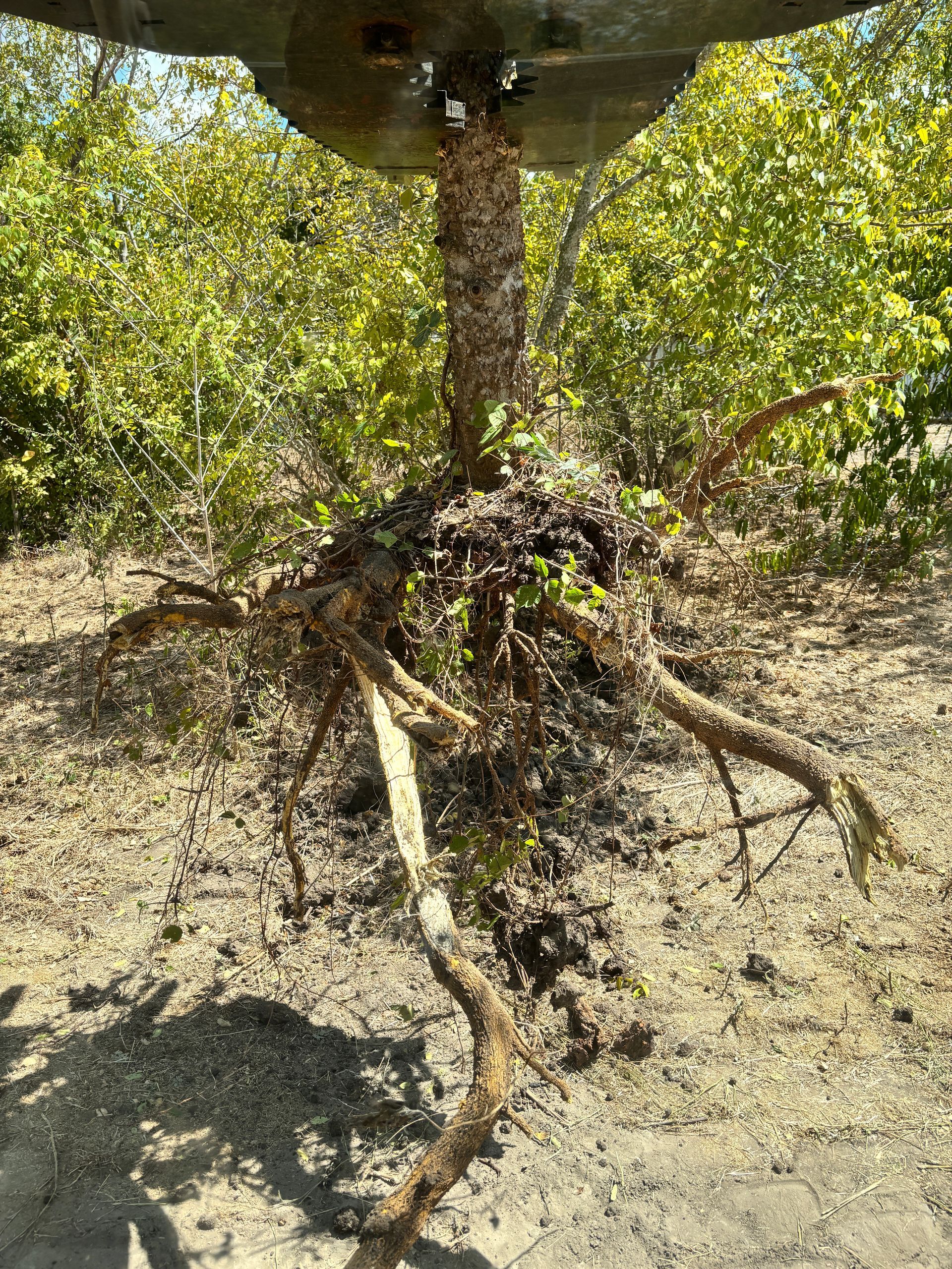 Tree with exposed roots in sandy ground under dense green foliage
