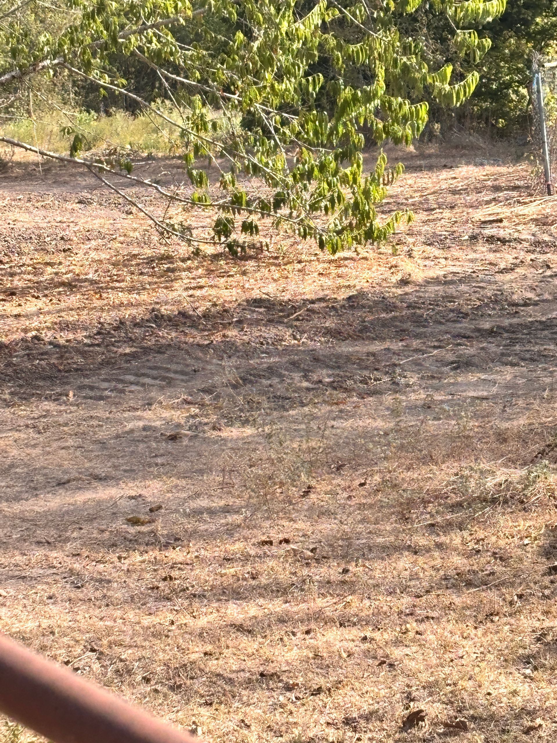 Dry, sunlit dirt clearing with sparse green shrubs and a tree branch in the foreground
