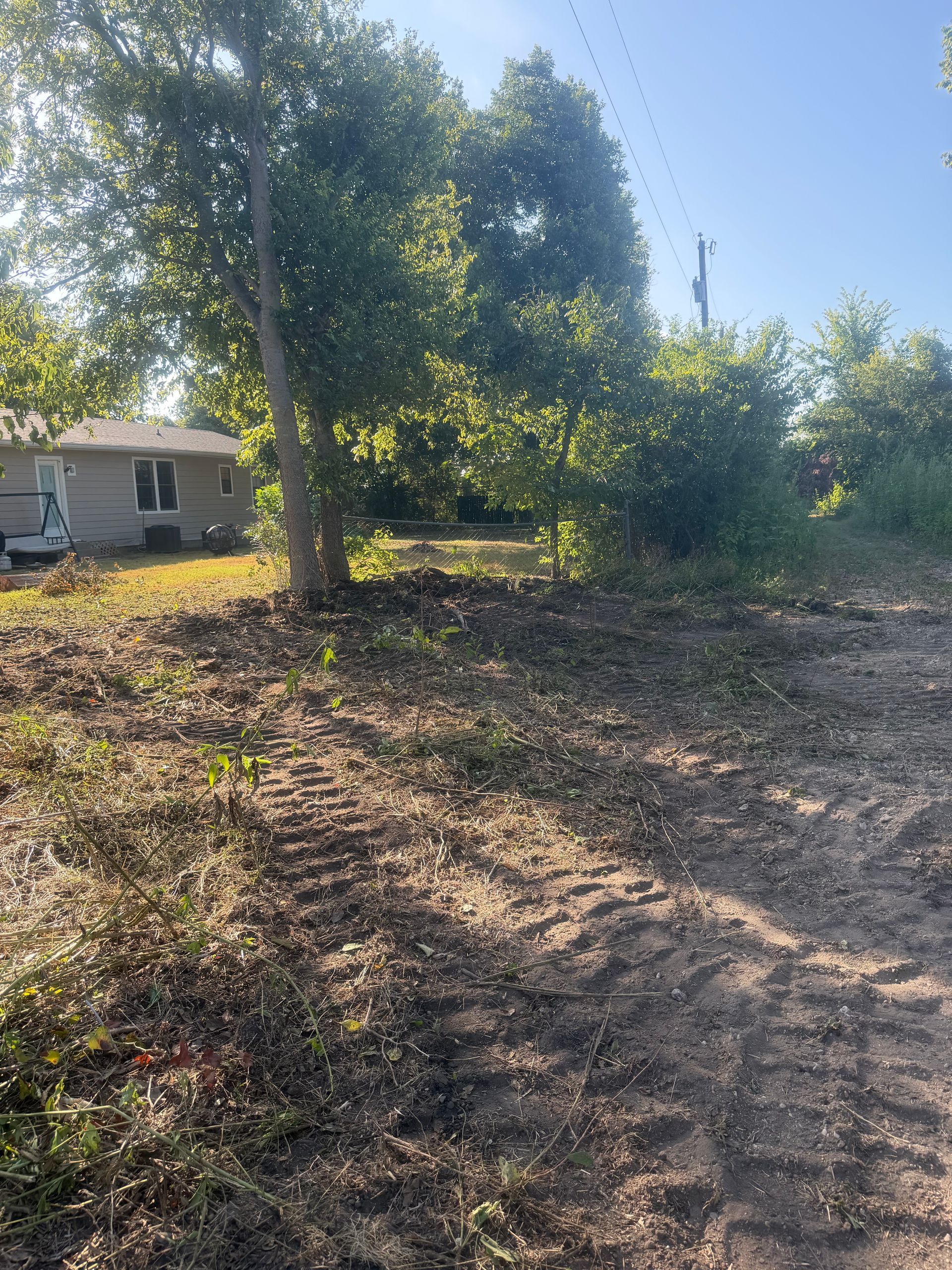 Sunlit yard with large tree, shrubs, and a small house in the background