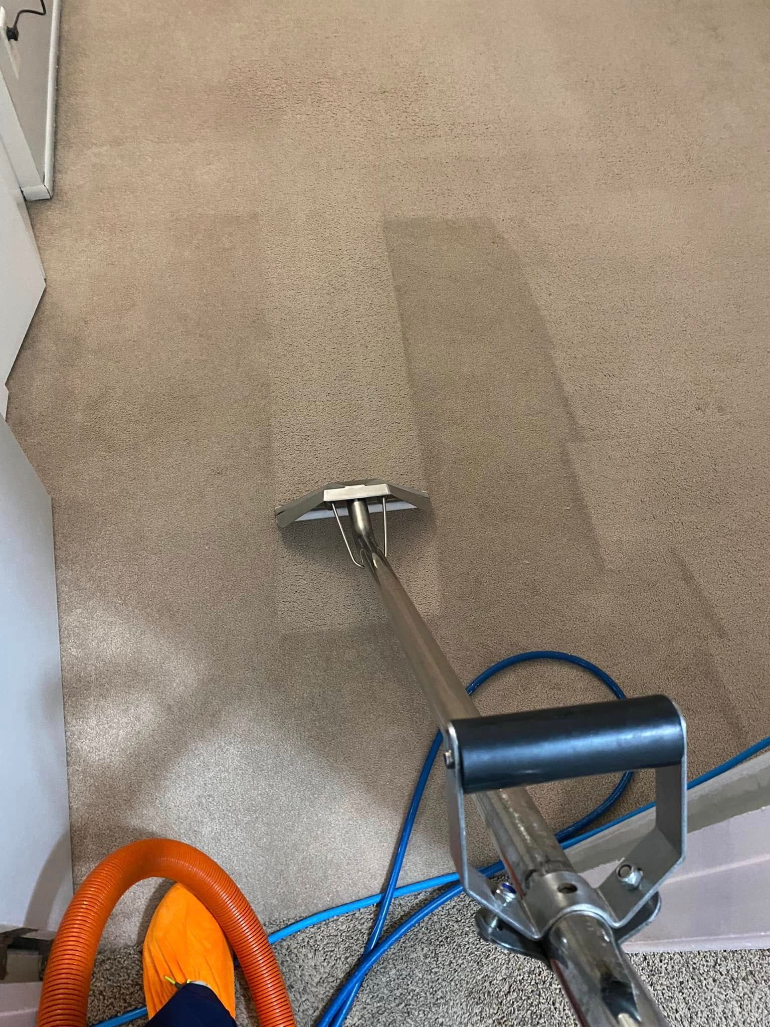 Carpet cleaner on beige carpet, with wet cleaned path and blue hose visible.