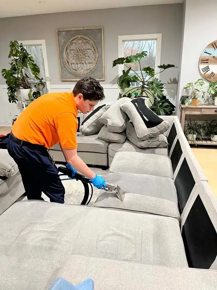 Person in orange shirt cleaning a gray sectional sofa in a living room with houseplants.