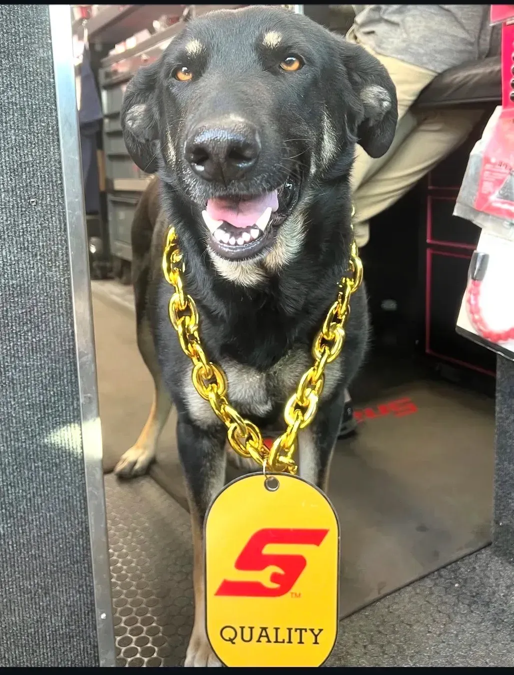 Dog wearing a gold chain and a Snap-on