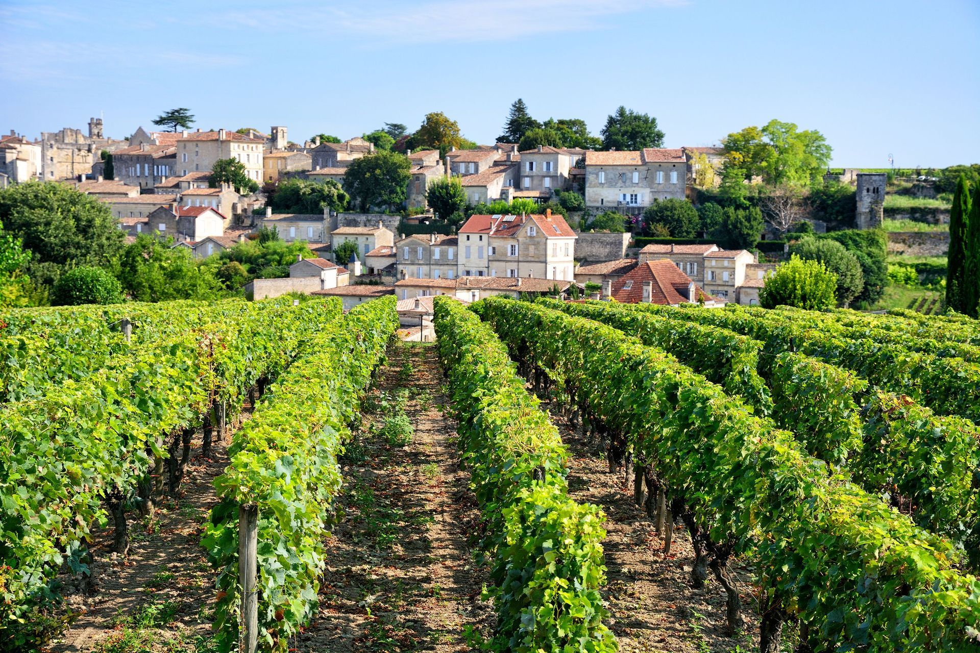 Vineyard rows in the foreground leading to a picturesque village with stone buildings and trees under a clear blue sky.