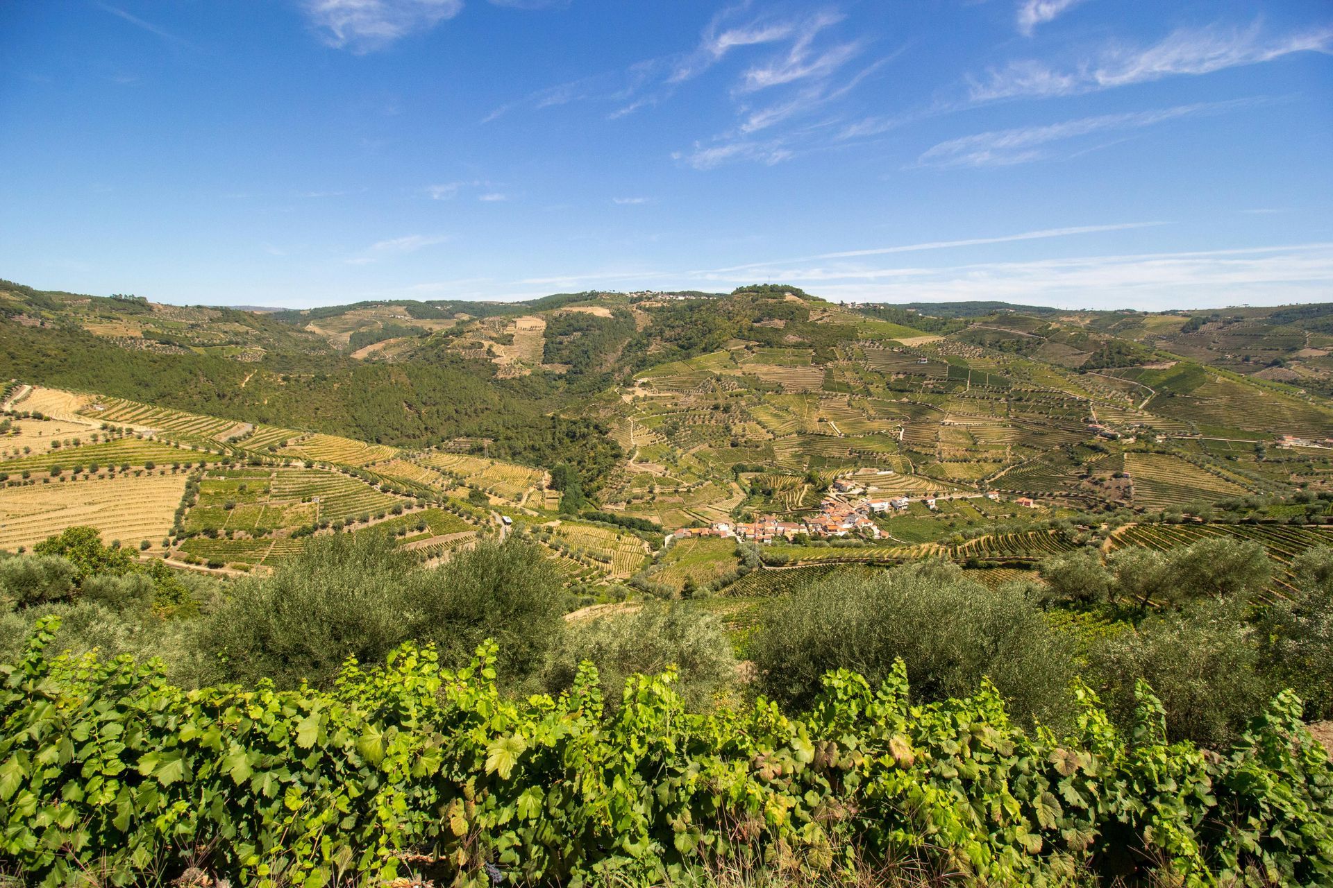 Rolling green hills with vineyards under a bright blue sky. Douro