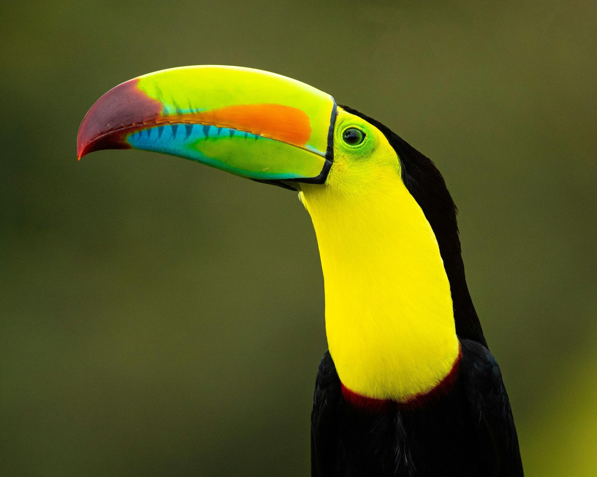 Keel-billed toucan with a colorful beak and bright yellow chest against a blurred green background.