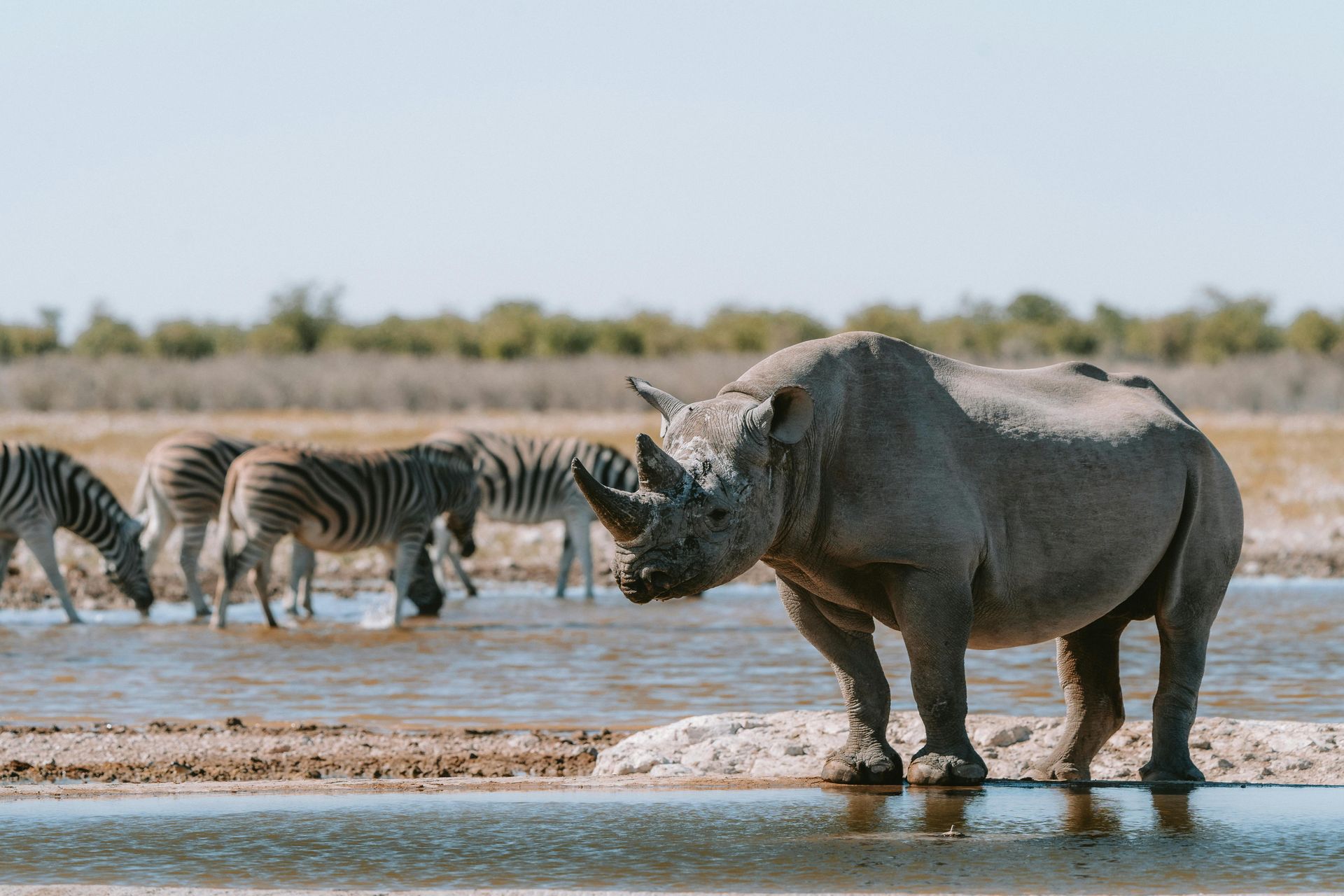 Rhinoceros standing in water, with zebras drinking nearby in a savanna.