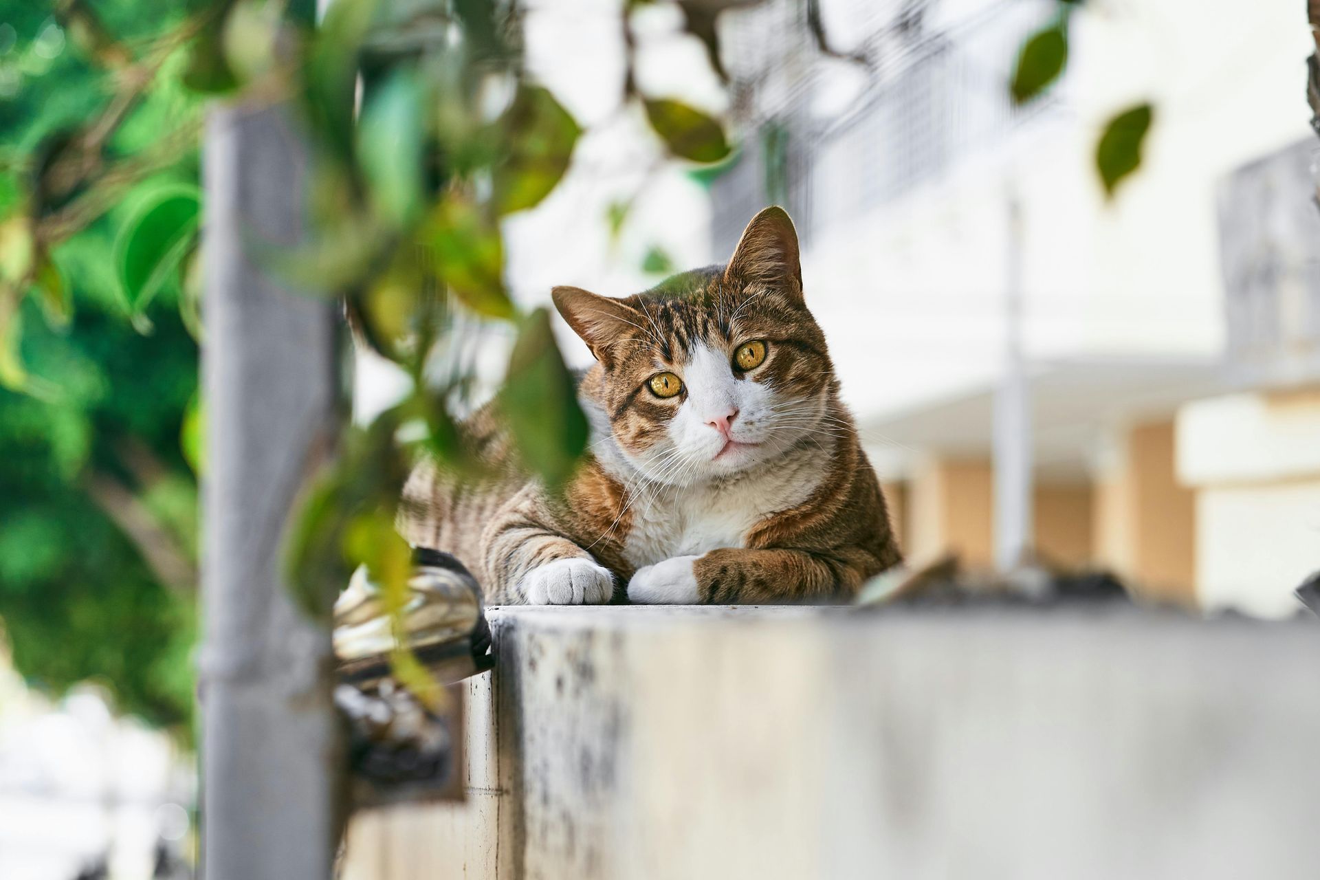 Tabby cat with white paws and chest, resting on a ledge, looking at the camera. Green foliage in the background. Gay City Breaks in Tel Aviv