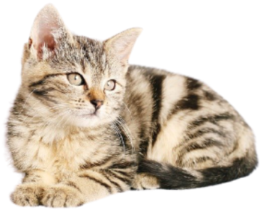 Cat Lying Down — Little Treasures Pet Cremation in Bells Creek, QLD