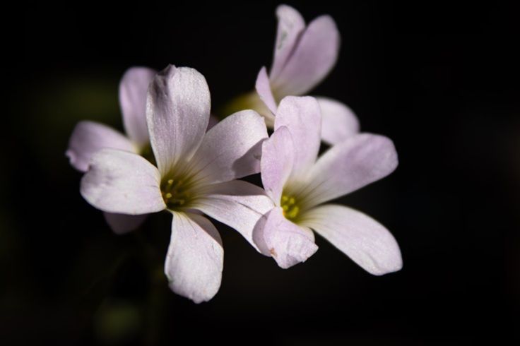 White flowers symbolize trust and remembrance in North Port, FL, honoring loved ones.
