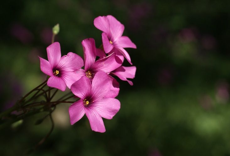 Pink memorial flowers symbolize comfort and remembrance for funeral homes in Port Charlotte, FL.
