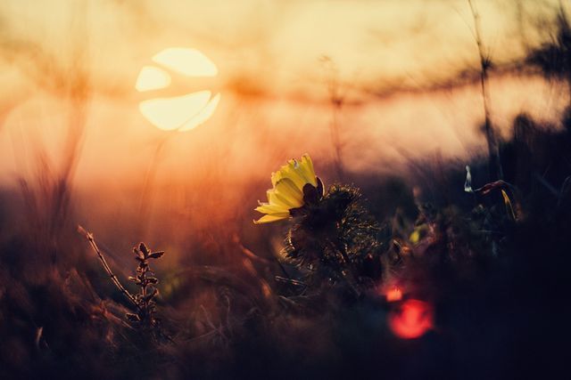Peaceful yellow flower blooming at sunrise near North Port, FL symbolizing remembrance and compassionate funeral home and cremation services.