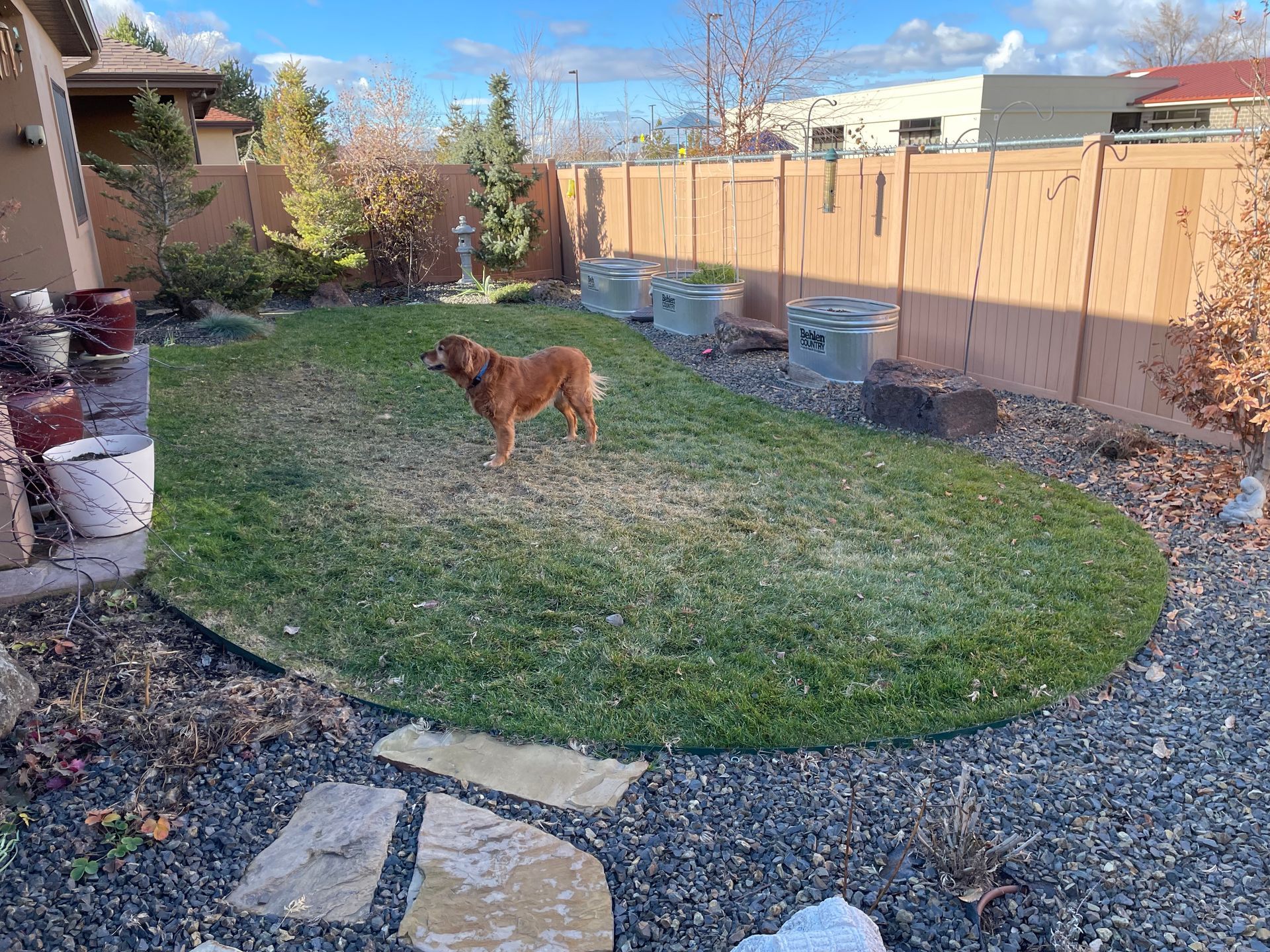 Dog stands on a grassy patch in a fenced yard, with gravel and stepping stones in the foreground.