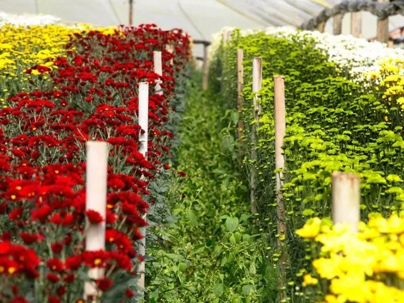 Fileiras de flores vermelhas, amarelas e verdes crescendo em um corredor de estufa.