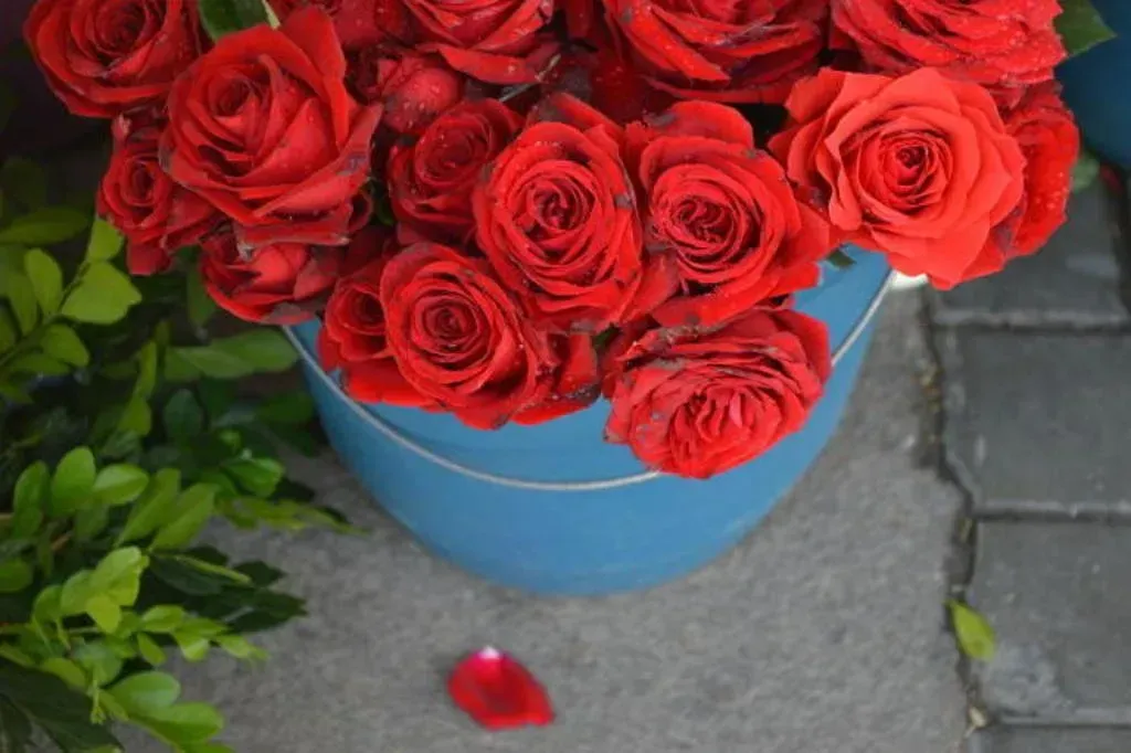 Buquê de rosas vermelhas num balde azul sobre uma calçada cinza, com uma única pétala caída por perto.