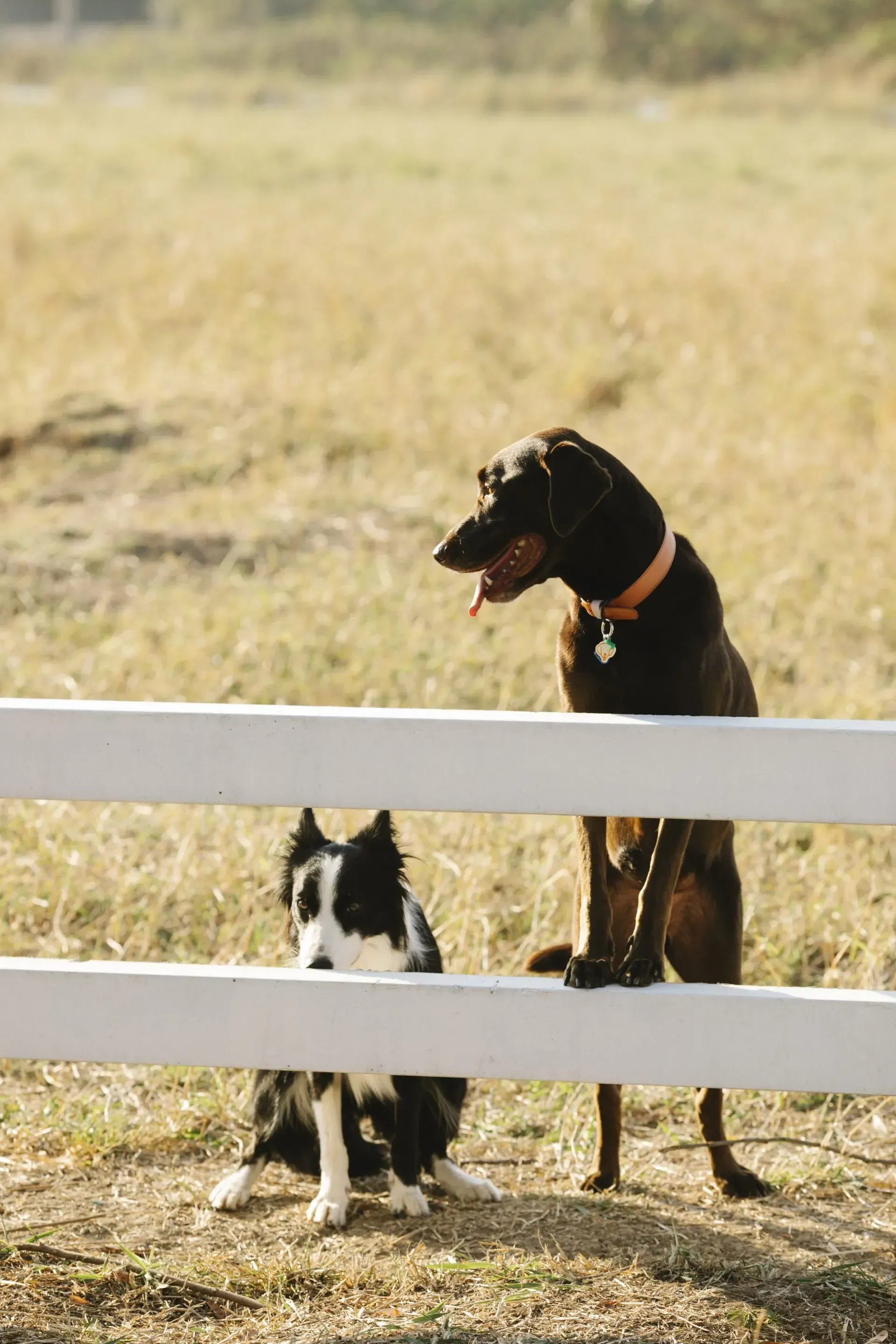 Um cachorro preto e branco e um cachorro marrom atrás de uma cerca branca em um campo gramado.