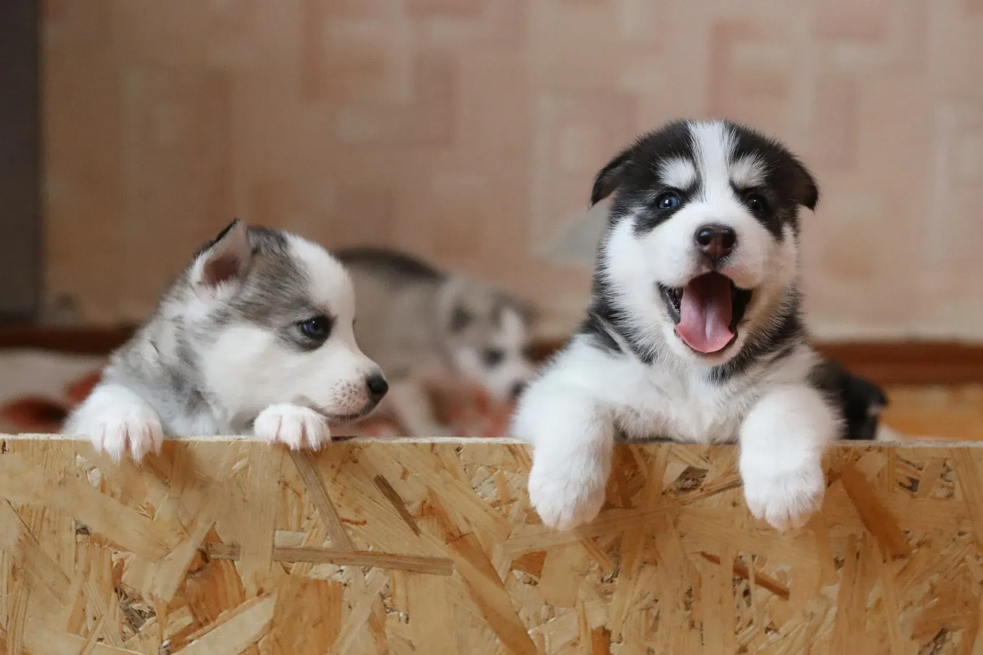Dois cachorrinhos fofinhos espiando por cima de uma barreira de madeira, um deles bocejando com as patas para cima.