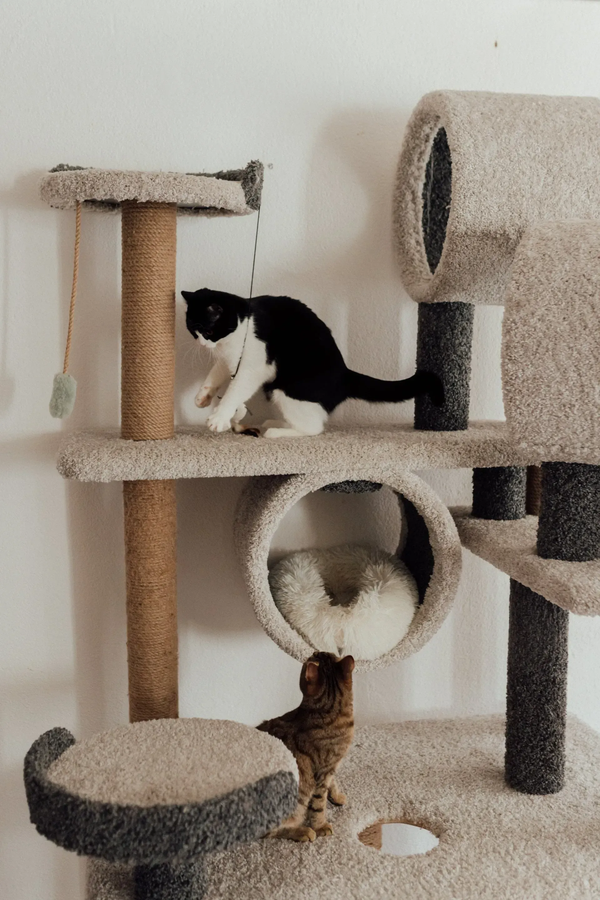 Três gatos em uma árvore para gatos bege: um gato preto e branco empoleirado, um gato malhado embaixo e um gato branco dentro de um túnel.