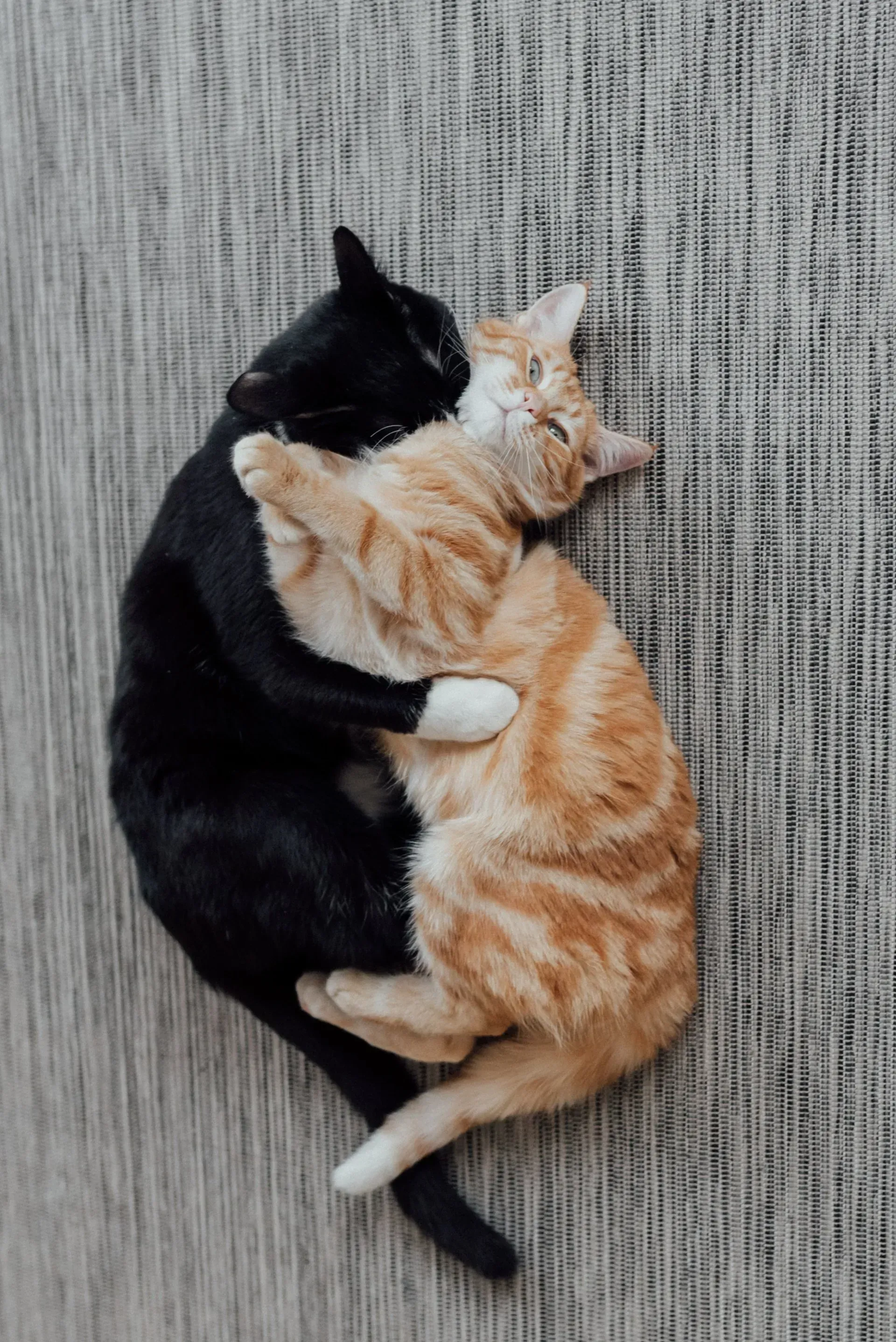Gatos malhados pretos e laranjas aconchegados juntos em um cobertor cinza texturizado.
