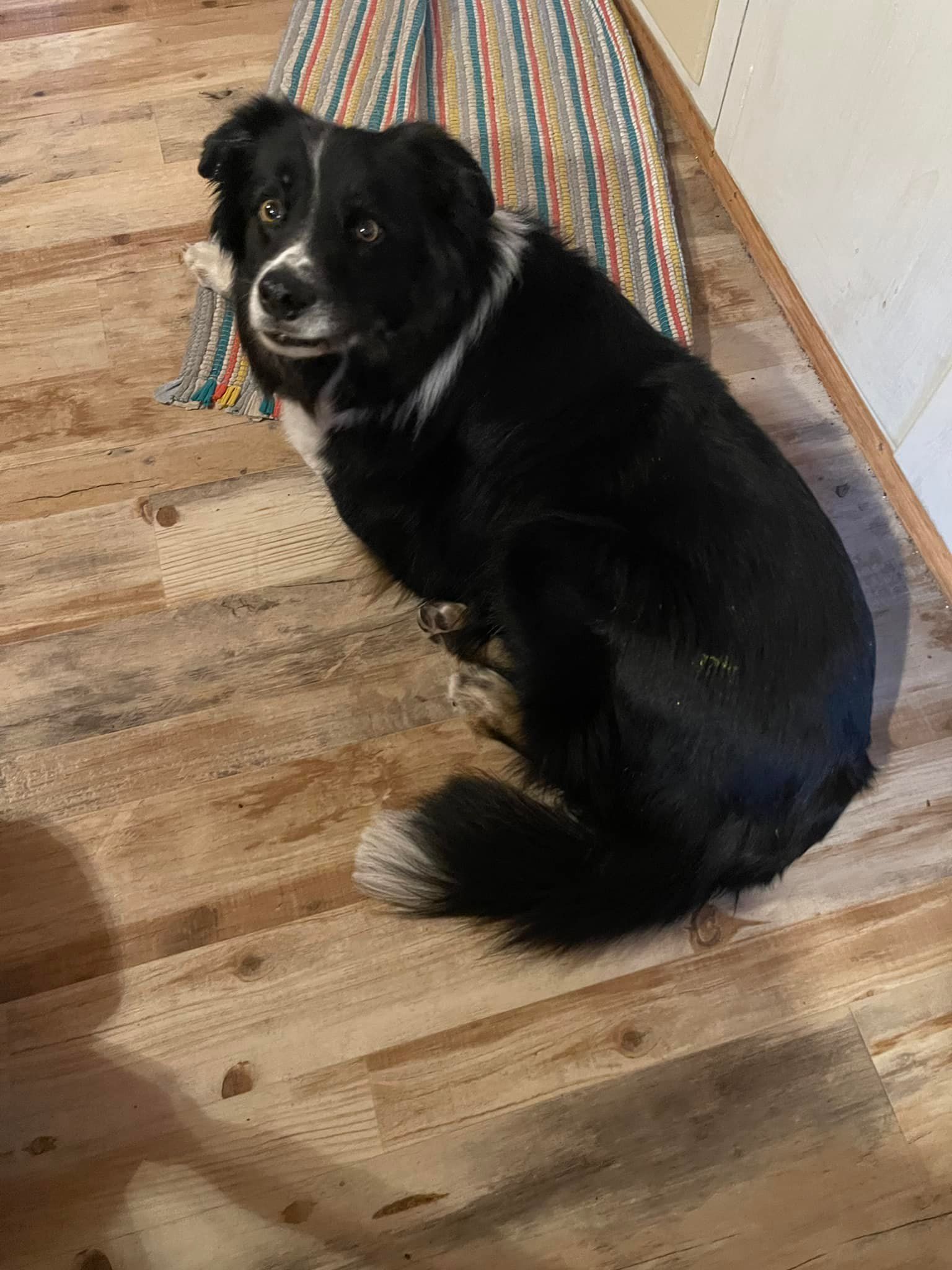 black dog laying on the floor looking up at camera
