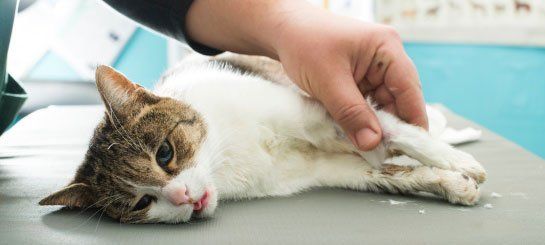 Cat Preparing for Pet Surgery in Brownwood, TX