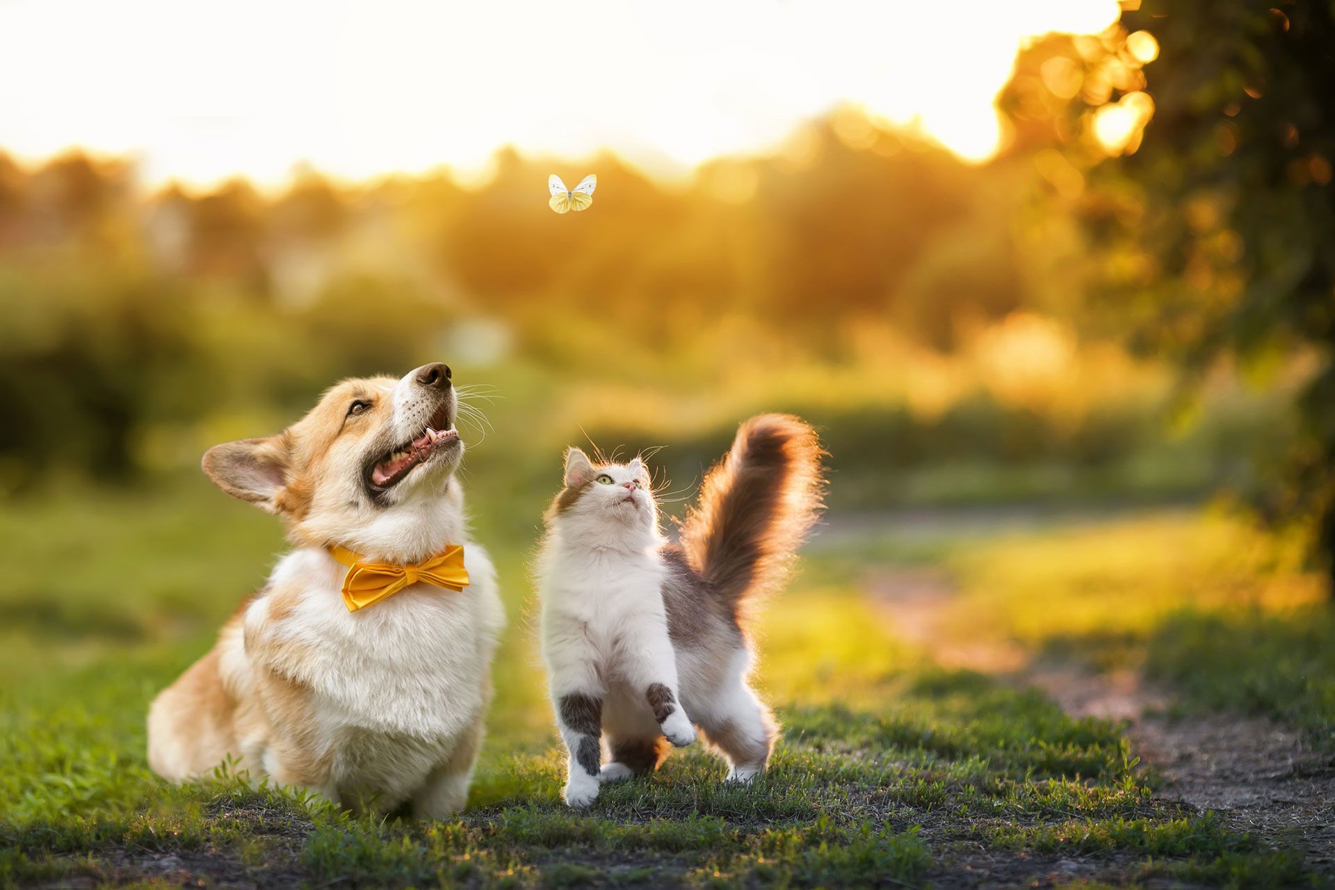 Dog in Bowtie and Cat, Outdoors in Comanche, TX