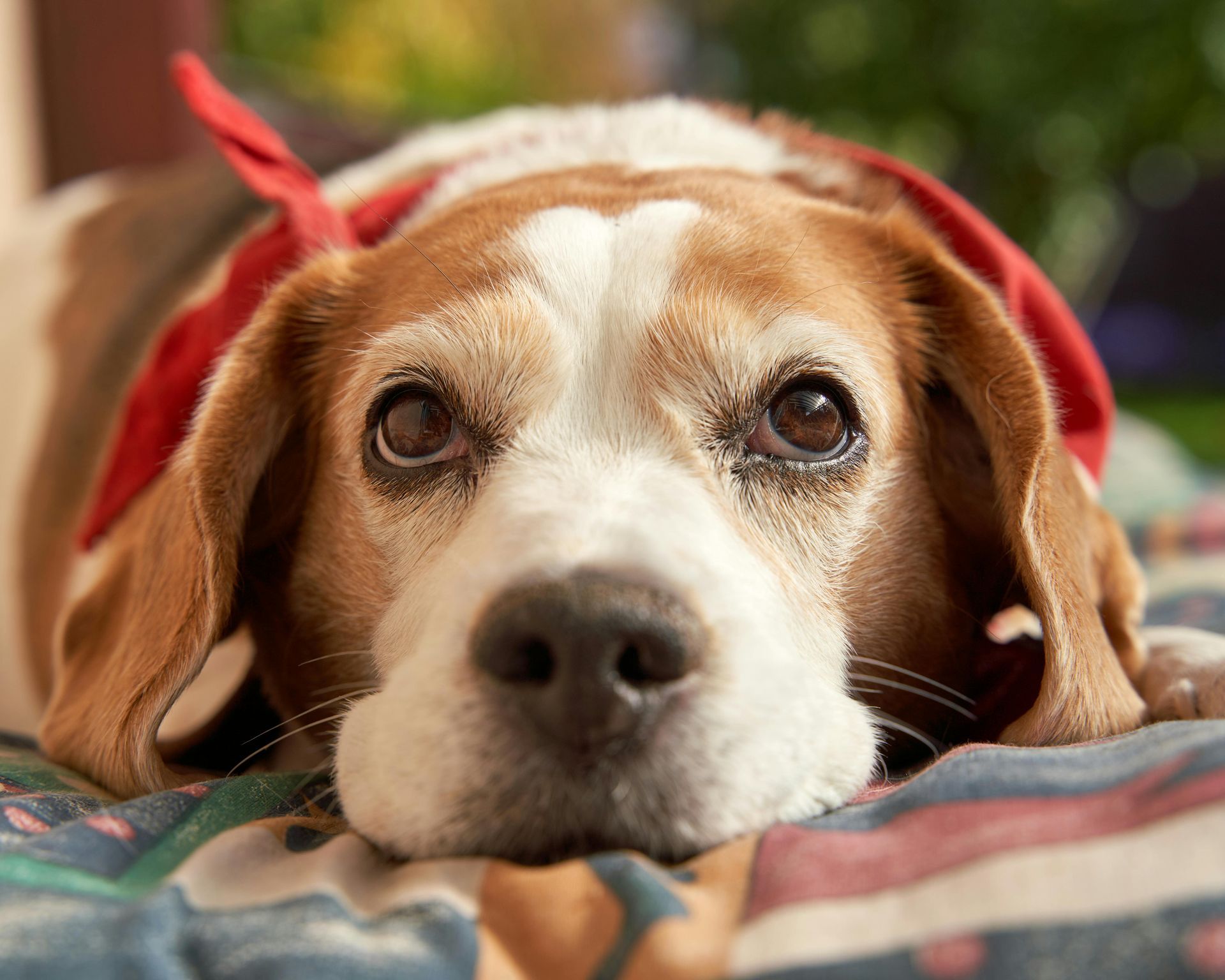 Sleepy Dog With Bandana in Brownwood, TX