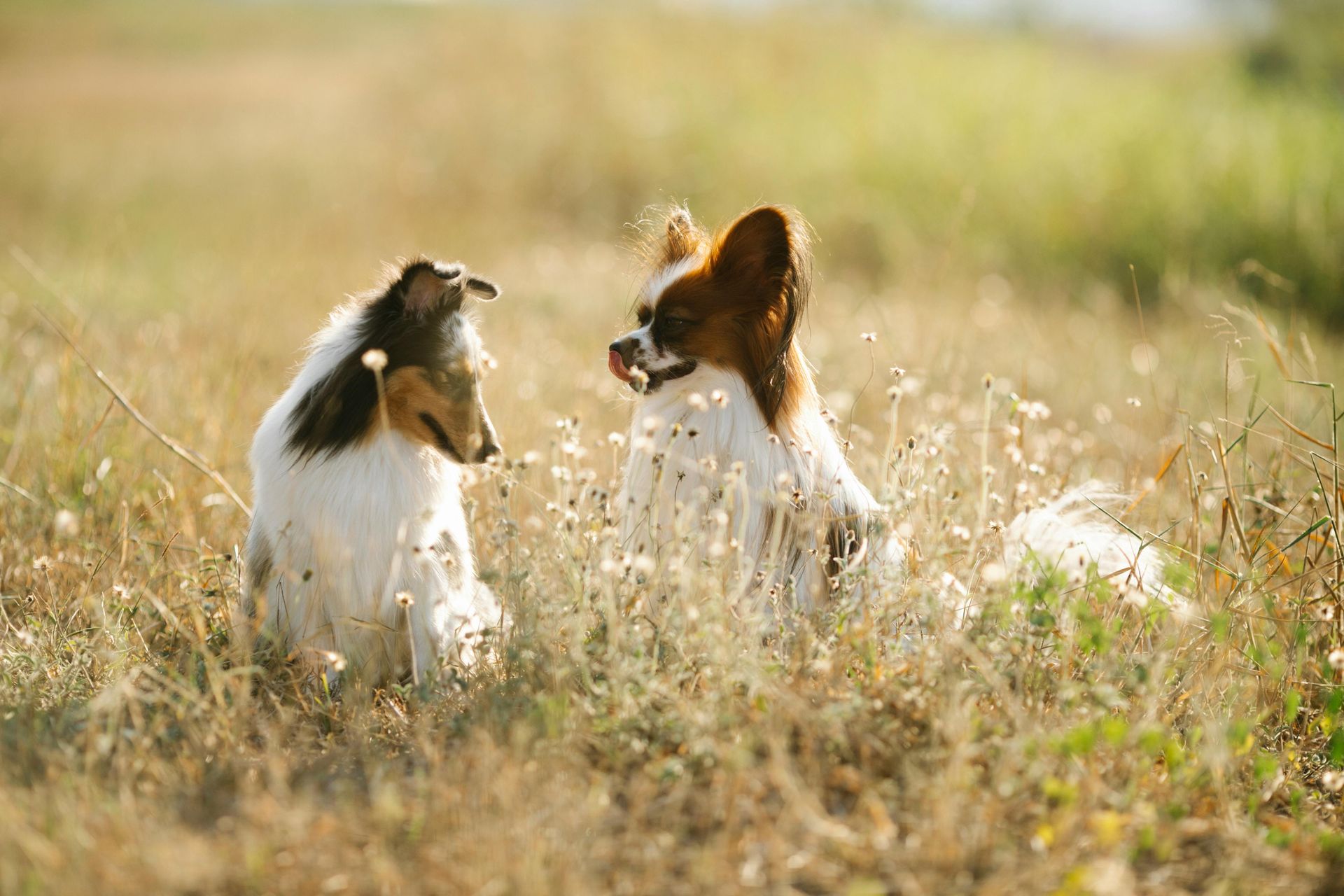 Dogs Playing in Field in Coleman, TX