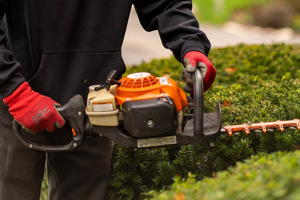 Person wearing red gloves using hedge trimmer to trim a green hedge outdoors.