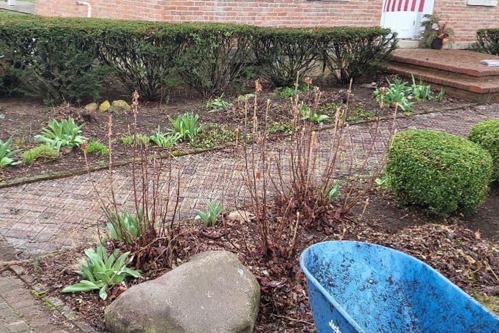 Garden bed with dead stalks, green plants, a stone, and a blue wheelbarrow.