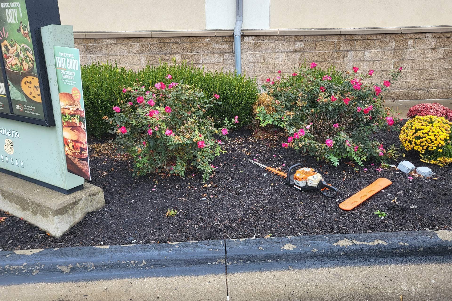 Landscaped bed with flowering bushes next to a fast-food drive-thru; a hedge trimmer and debris on the dark mulch.