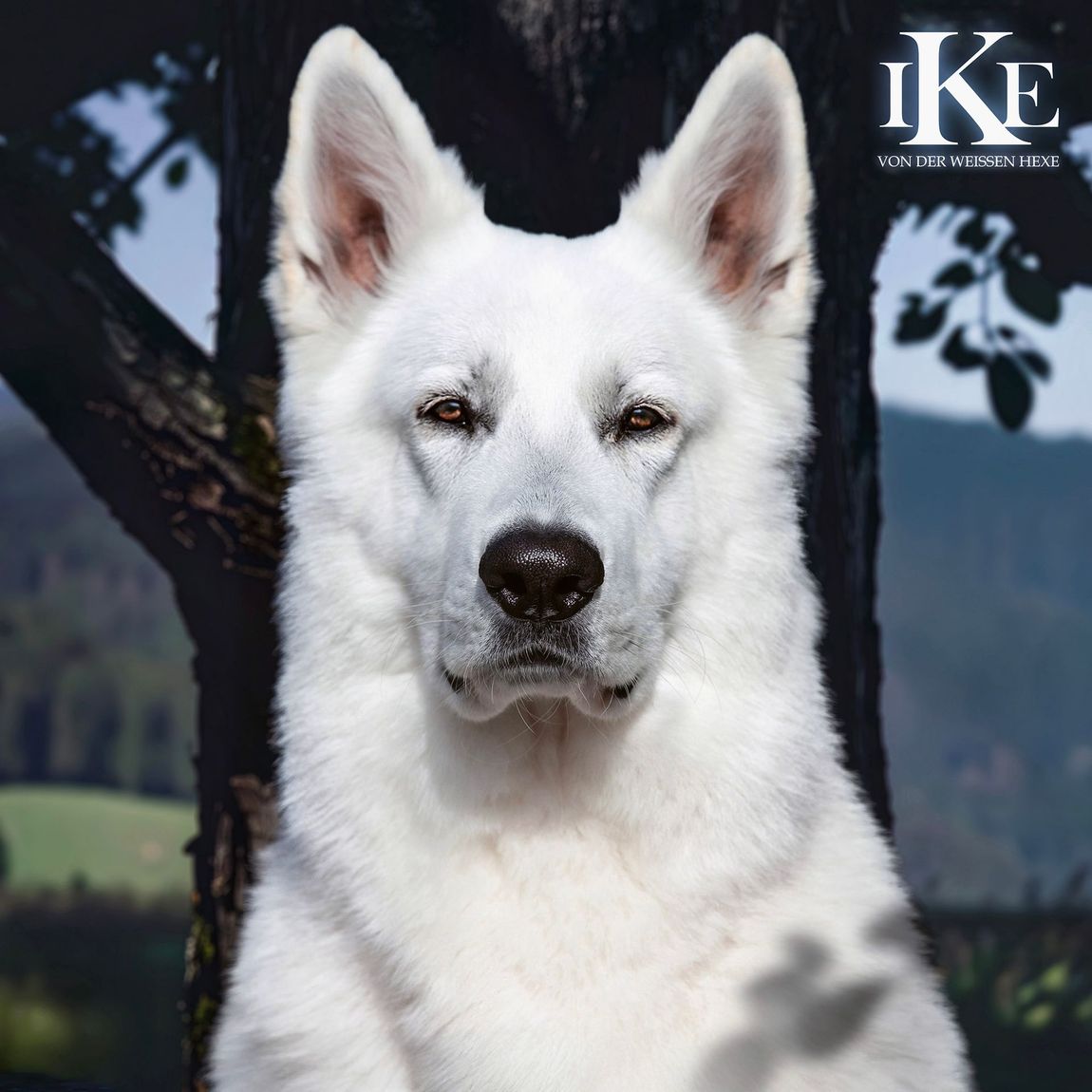 Ike von der Weissen Hexe Kopf