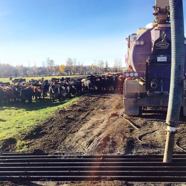 A large vacuum truck parked in a muddy field near a herd of cattle, with a metal grate in the foreground.